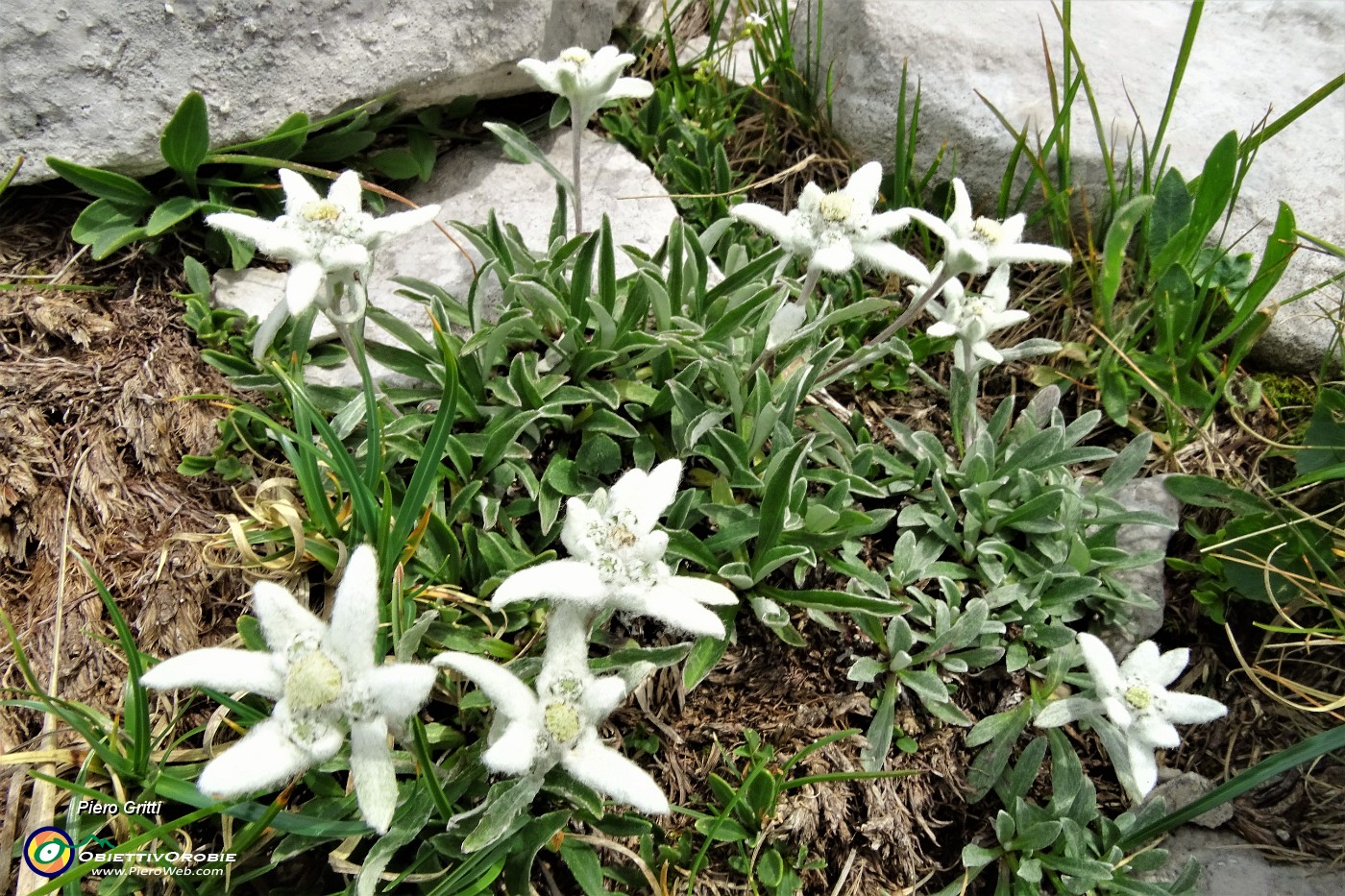 48 In zona Passo di Corna Piana molte stelle alpine.JPG